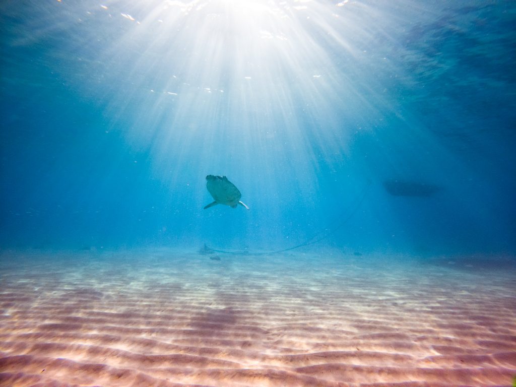 Turtle swimming in sunlight