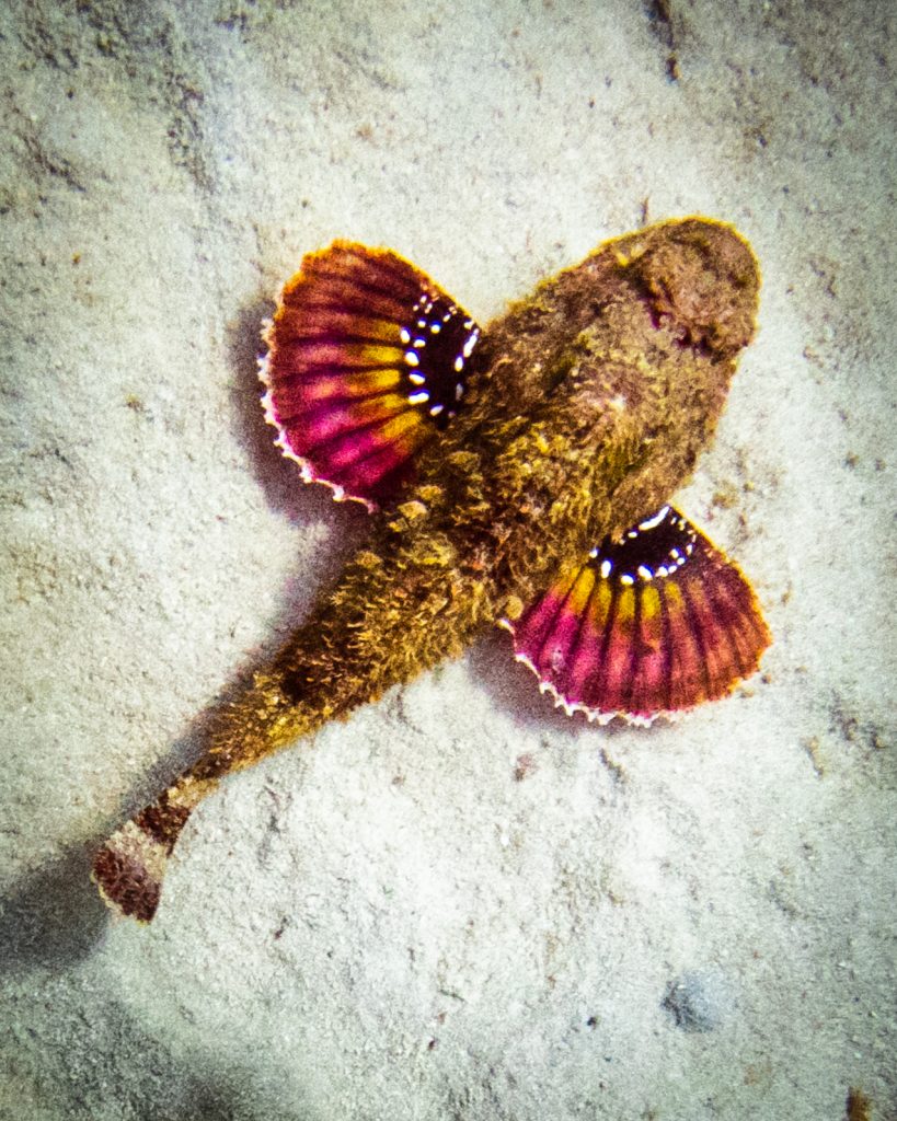 Scorpionfish swimming